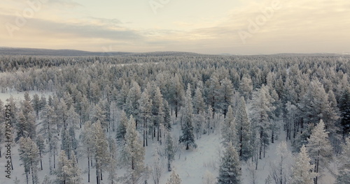 Ethereal Winter Calm: Snow-Covered Pine Forest Aerial View
