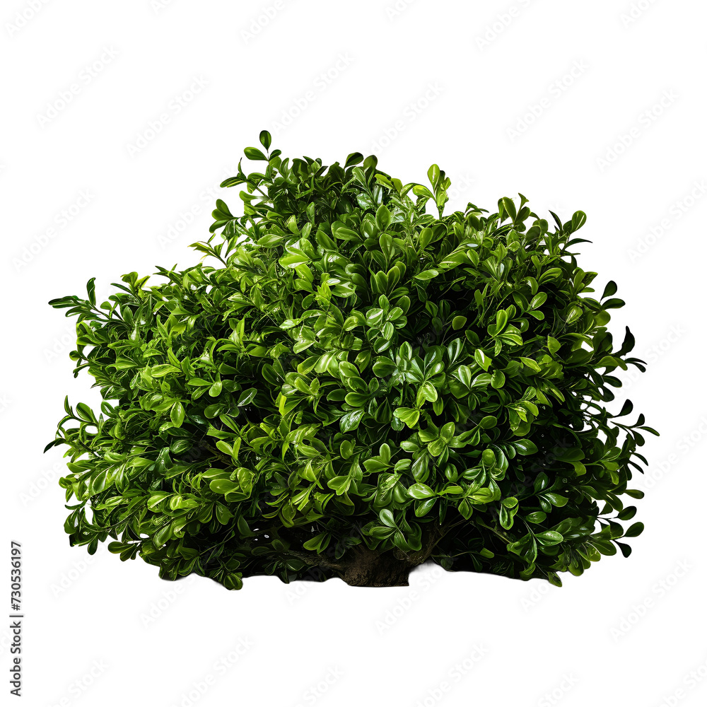 Naklejka premium Bushline Isolation, Silhouetted Bush on Transparent Ground