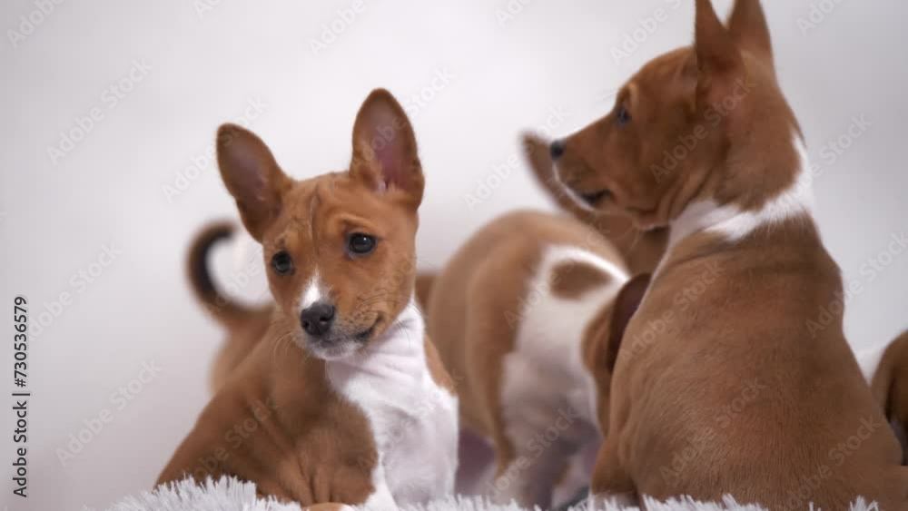 Experience the playful energy of a Basenji puppy as it joyfully runs towards the camera, exuding charm and excitement in this captivating stock footage