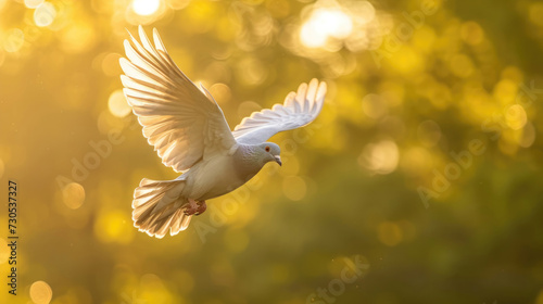 A dove soaring high, captured in mid-flight © Veniamin Kraskov