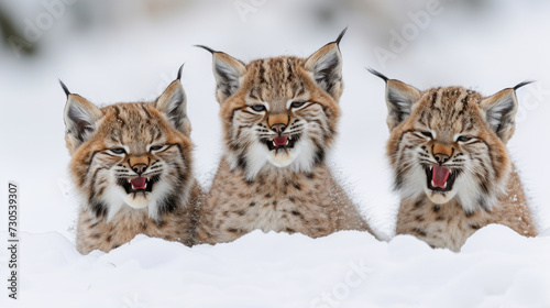 Three lynx cubs making funny faces in snow