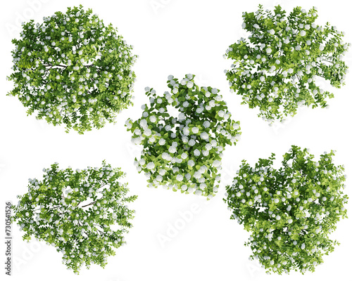Top view jungle flower,Spiraea betulifolia isolate transparent background.3d rendering PNG