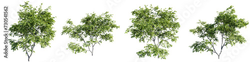Trees isolate transparent background.3d rendering PNG photo