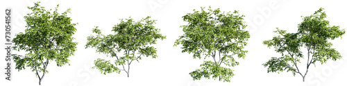 Trees isolate transparent background.3d rendering PNG