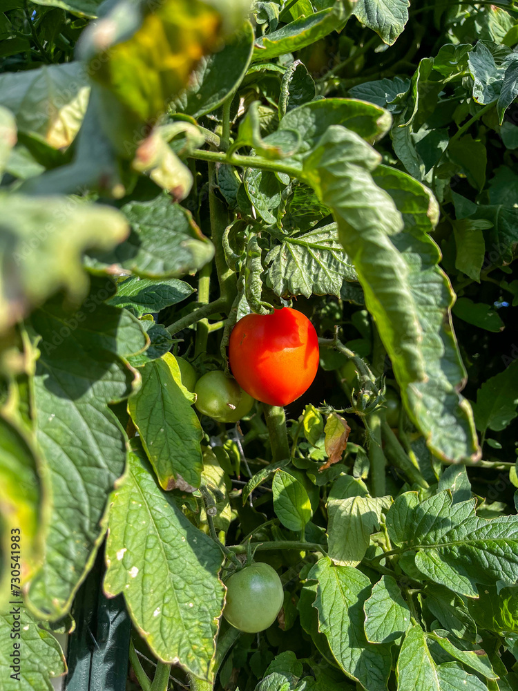Ripe tomato hidden in the middle of a tomato bush