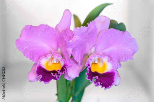 Rhyncholaeliocattleya (Rlc.) Perfect Beauty 'New Edition', a pink scented cattleya hybrid orchid.