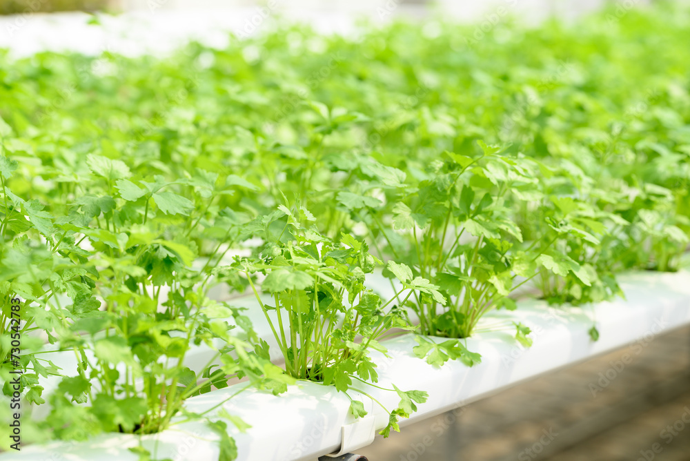 Hydroponics vegetables plant (Coriander) growing in greenhouse Hydroponics vegetables plant (Coriander) growing in greenhouse