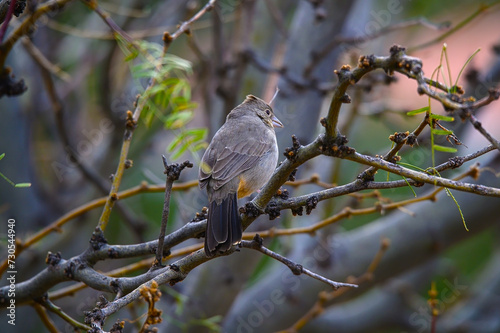 A Canyon Towhee in the Chisos Basin of Big Bend National Park, in Southwest Texas. photo