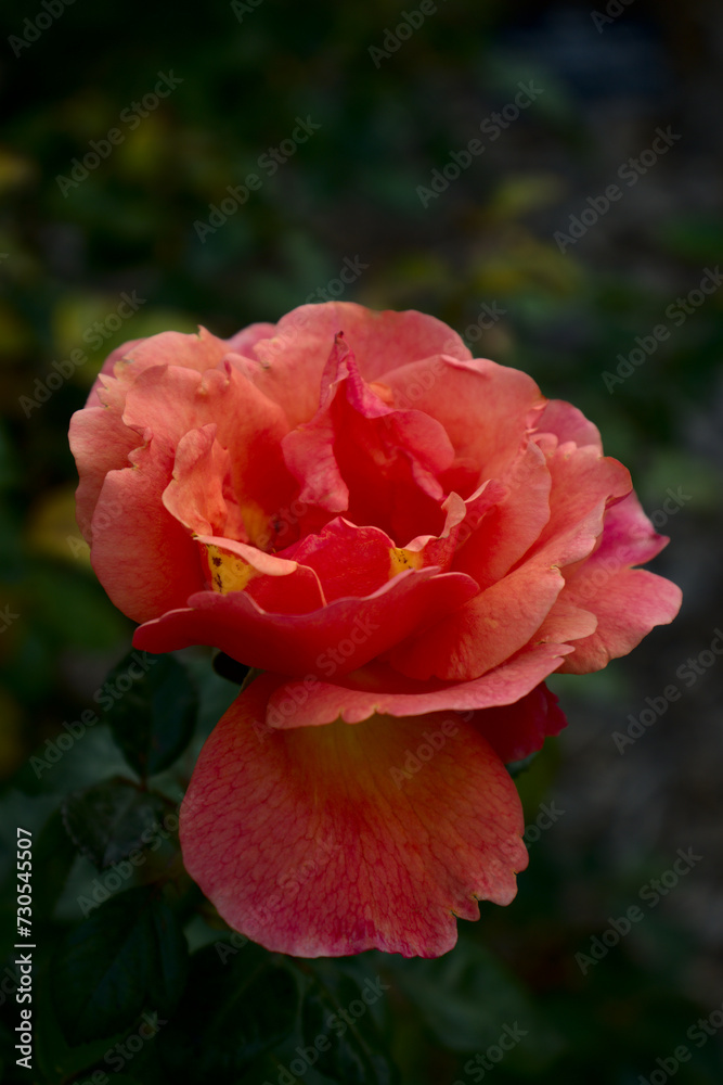 red pygmy rose in garden red pygmy rose in garden