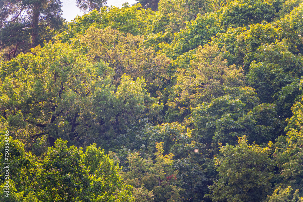 Obraz premium Thick green forest on the hillside.