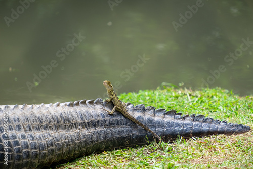 Lizard sitting on alligator tail photo