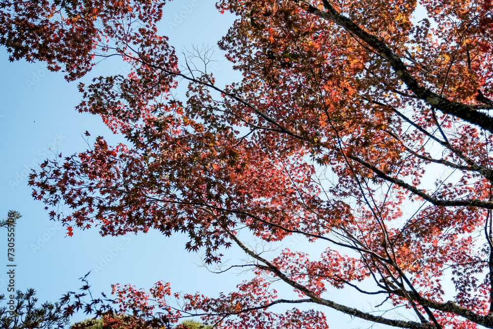 Red Maple Leaves in Autumn Red Maple Leaves in Autumn