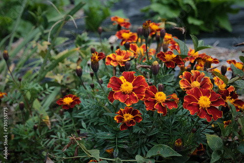 Red marigold flowers bloom beautifully in the garden's vibrant nature, embodying the colors of summer and spring