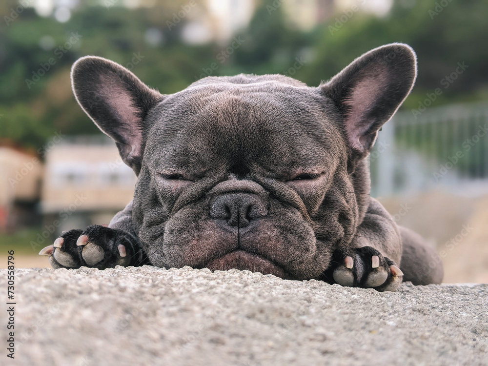 A close-up of a French Bulldog, with its face resting on a surface.