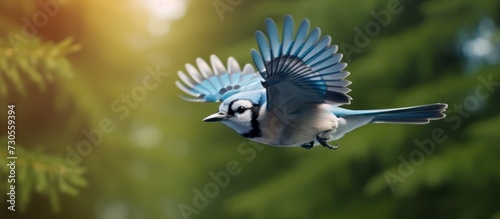 Blue Jay bird flying from the tree photo