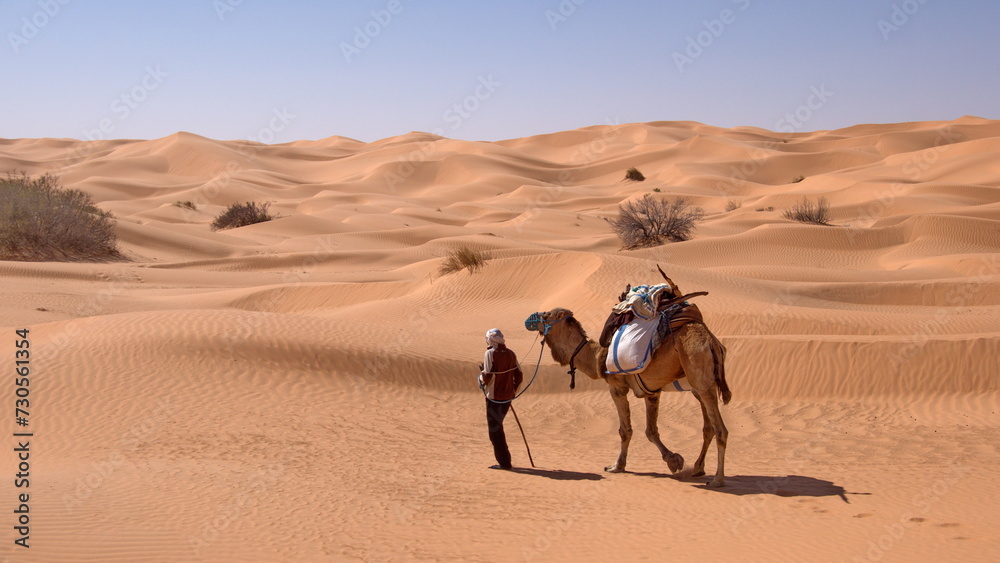 Fototapeta premium Bedouin leading a dromedary camel (Camelus dromedarius) in the Sahara Desert, outside of Douz, Tunisia