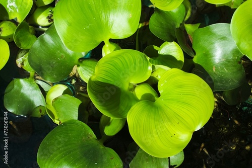water hyacinth plant or Pontederia crassipes photo