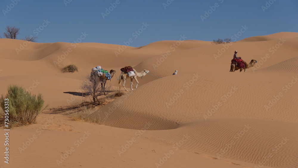 String of romedary camels (Camelus dromedarius) on a camel trek in the Sahara Desert, outside of Douz, Tunisia String of romedary camels (Camelus dromedarius) on a camel trek in the Sahara Desert, outside of Douz, Tunisia