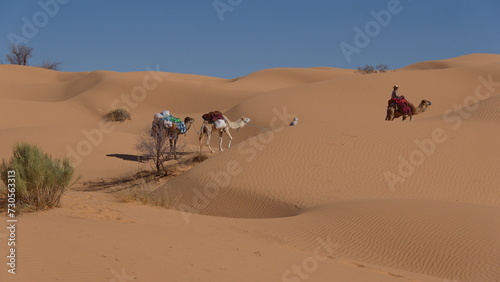 String of romedary camels (Camelus dromedarius) on a camel trek in the Sahara Desert, outside of Douz, Tunisia