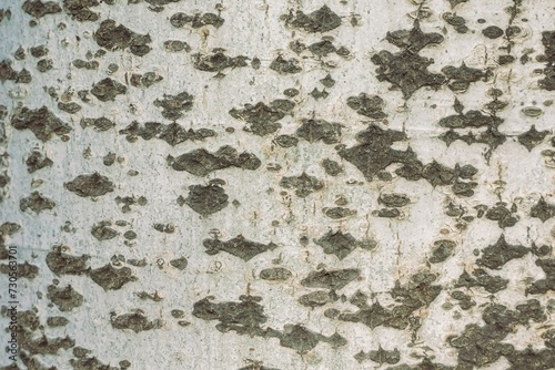 A close-up of light gray tree bark adorned with beautiful patterns. © Naige
