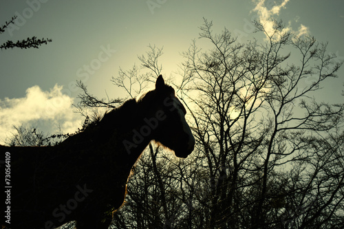 Horse silhouette backlit with branches in the background