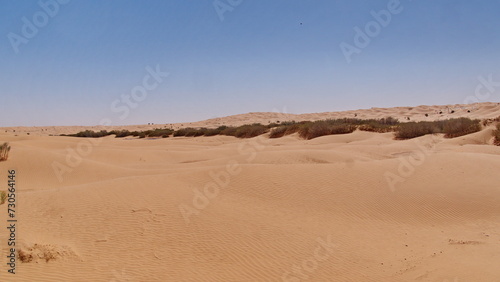 Oasis in the Sahara Desert, outside of Douz, Tunisia