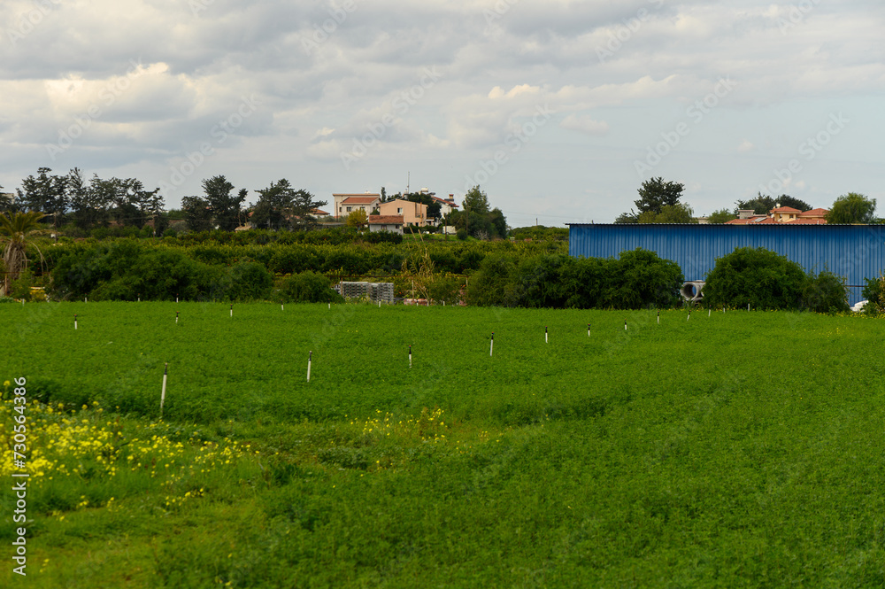 field with irrigation in winter in Cyprus 2