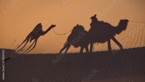 Shadows of camels in a caravan on the sand in the Sahara Desert  outside of Douz  Tunisia