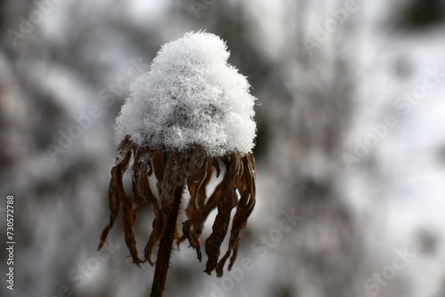 Dry flower of a rudbeckia with the hung brown petals in a white cap of fresh snow. A background from the same flowers.