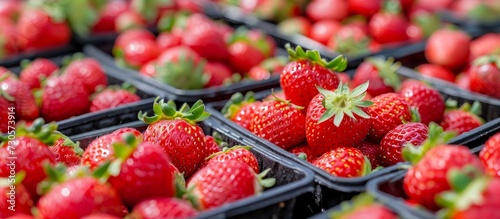 Freshly picked red strawberries displayed in trays at a rural country farmer's market in Scotland, UK, with vibrant organic colors. photo