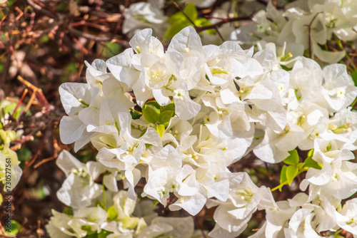 White Bougainvillea. White Flowers. Beautiful bloomed white flowered bougainvillea.