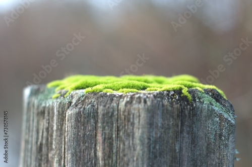 Extreme close up of moss, most likely Common Pincushion (Dicranoweisia cirrata), growing on top of a fence-post, with a woodland out of focus in the background. 
