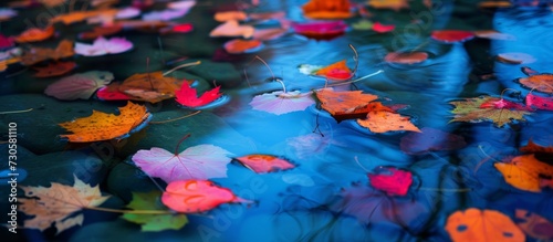 Autumn foliage in pond with floating leaves of multiple colors.