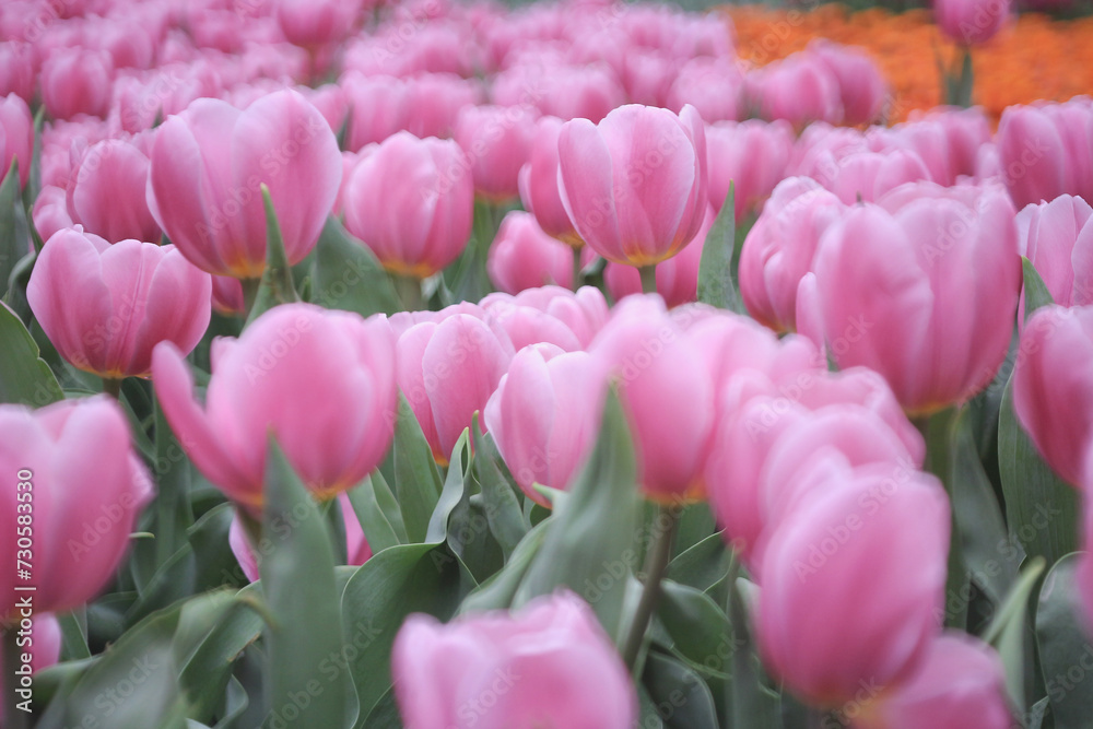 a field full of purple tulips on the flower bulb field
