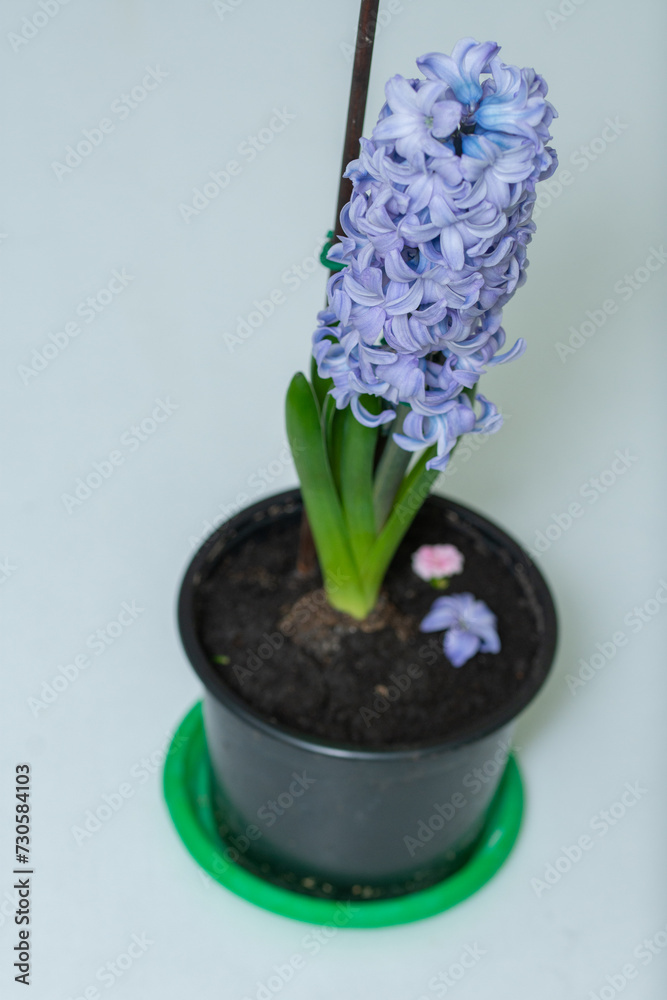 How to Plant, Grow and Care For Hyacinth Flowers