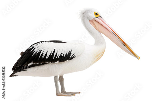 Pelican on Transparent Background