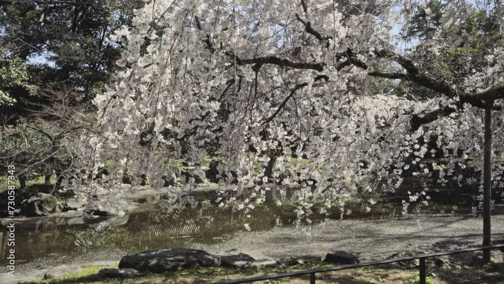 桜 桜