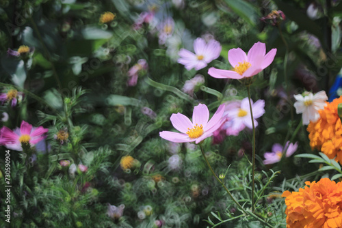 a Cosmos bipinnatus the spring flower concept