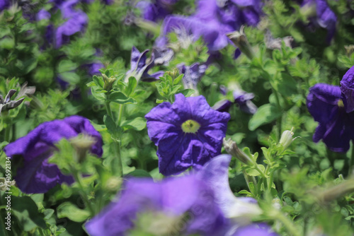 a petunia  the spring flower concept  the nature