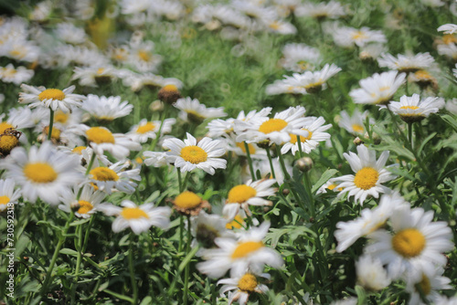 the spring flower concept, the nature, Leucanthemum paludosum