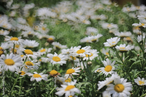 the spring flower concept, the nature, Leucanthemum paludosum