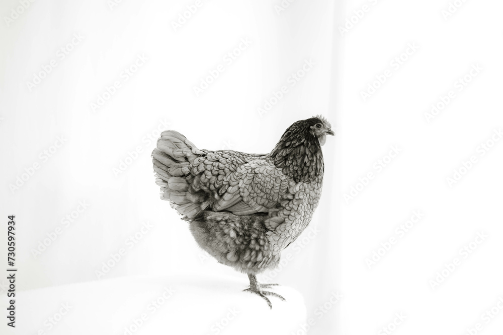 Obraz premium grey chicken white background