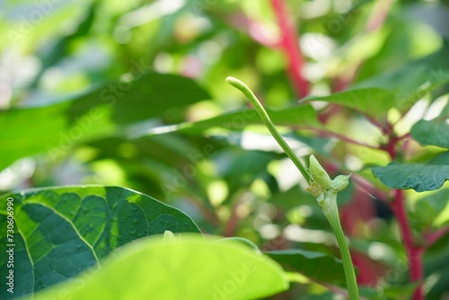 focus on young green long bean bush. Fresh homegrown  organic vegetables  green food. Plant plot in urban farming. Nature background with copy space.