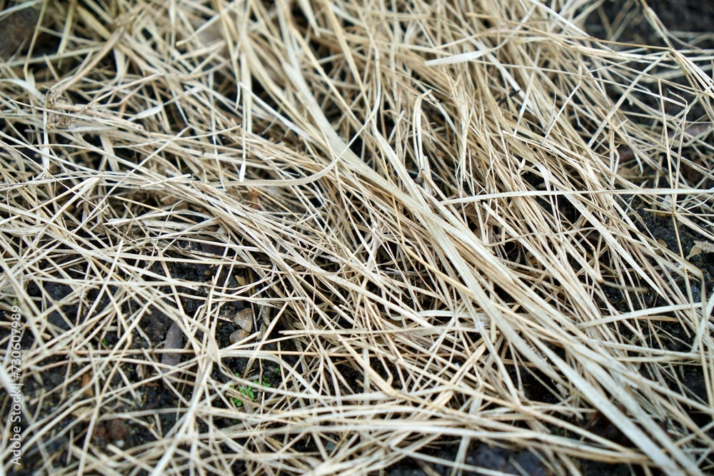 Full frame of dry grass coverage on soil for keep moisturize or humidity in ground to plant agriculture. nature background or wallpaper.