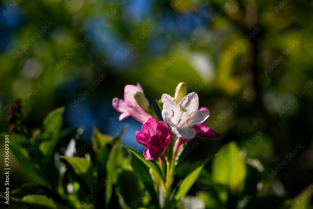 Fototapeta premium ハコネウツギ