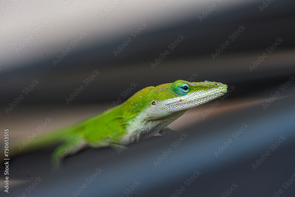 Fototapeta premium Gecko Wondering
