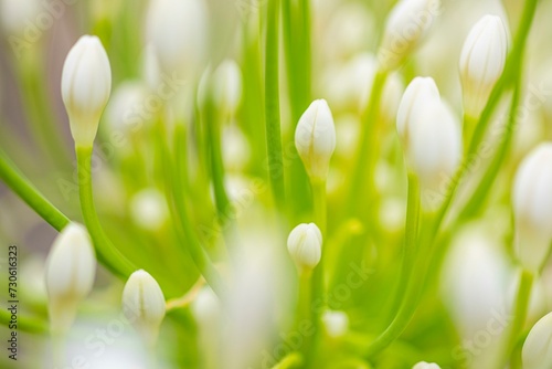 White flowers of an ornamental lily (Agapanthus), Capolieveri, Elba, Tuscan Archipelago, Tuscany, Italy, Europe photo