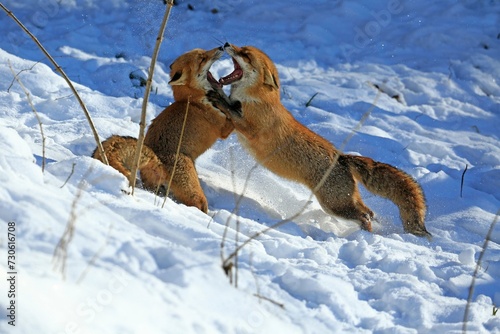 Red foxes (Vulpes vulpes) during the rutting season, Warstein, North Rhine-Westphalia, Germany, captive, Europe
