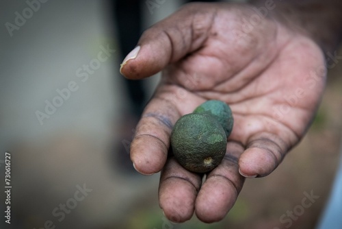Hand holding fruits of the Rudraksha tree, sacred tree in Hinduism, Addateegala, Andhra Pradesh, India, Asia photo