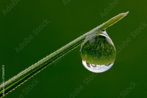Drops of water on a blade of grass photo